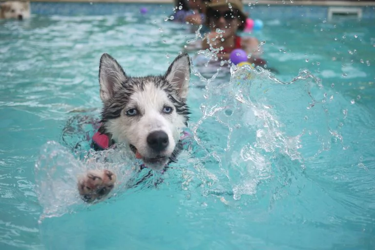 Ile kosztuje husky?