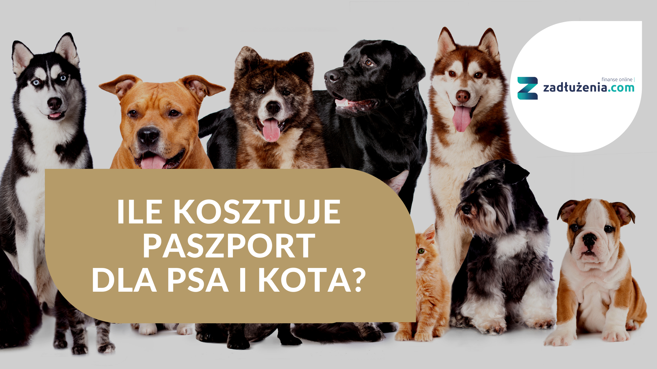 ile kosztuje paszport dla psa i kota